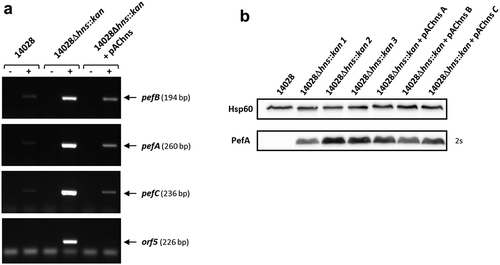 Figure 2. H-NS strongly represses pef mRNA level and PefA protein expression in standing cultures at pH 5.1.S. Typhimurium 14028 wild-type, Δhns::kan mutants and the complemented strains were grown at 37°C in TSB-MES pH 5.1 under standing conditions. At stationary phase, cells were harvested for RT(reverse transcription)-PCR and Western blot analyses. At least three independent Δhns::kan mutants were tested and the experiment was repeated at least twice. (a) Estimation of pefB, pefA, pefC and orf5 mRNA levels by RT-PCR. PCR were performed on mRNA samples without RT (-) or with RT (+). A representative experiment is presented. (b) Western blot against PefA or Hsp60 (loading control) proteins. For the PefA results, the time of membrane exposure necessary to obtain the signal is mentioned. A typical result obtained with three different Δhns::kan mutants (1 to 3) and three different complemented mutants (a to c) is shown.