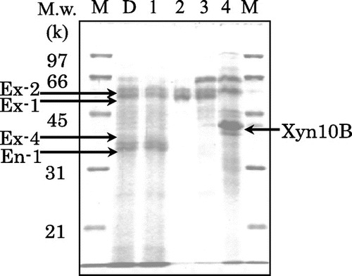 Fig. 1. SDS-PAGE of proteins fractionated from Driselase on the basis of adsorbing ability on microcrystalline cellulose.