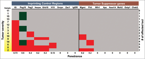 Figure 4. Signature of aberrant DNA methylation in KrasG12D-induced lymphoblastic thymic T-cell lymphoma. Heat map summary of the quantified COBRA data for all ICRs tested in 15 thymic samples. Based on P values from pairwise T-test, each locus tested in the thymic samples was determined to be hypermethylated (red), hypomethylated (green), or not changed (gray). The gradation of yellow in the sample # column depicts progression of the disease state from hyperplastic (white) to atypically hyperplastic to neoplastic (yellow).