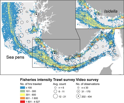 Figure 8. Occurrences of sea pens (all species combined, whole area) and Isidella (inserted figure) in relation to bottom trawling intensity in the study area. Fisheries intensity is shown as the number of hours trawled per 5 × 5 km2 grid cell, using fisheries statistics for 2016–2020 provided by the Norwegian Fisheries Directorate, Open data: electronic reporting (ERS) (fiskeridir.no).