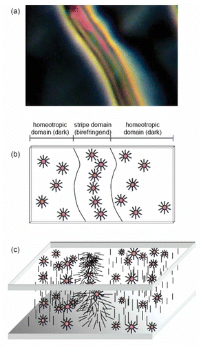 Figure 4. Simplified model for the organisation of the Au NPs in the N-LCs (not to scale). (a) Isolated stripe domain (centre) between two homeotropically aligned domains (left and right); (b) top view indicating particle-rich (stripe domain) and particle-poor areas (homeotropic domains) – LC molecules are omitted for clarity; (c) three-dimensional model with Au NPs residing at both glass–N-LC interfaces in the homeotropic domains. Reproduced with permission from Qi and Hegmann (Citation 7 ).