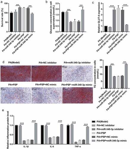 Figure 5. Overexpression of miR-340-3p reverses the effects of PSP on survival and glucose and TG metabolism in the insulin-resistant L6 myotubes. (a) The survival of PA-treated L6 myotubes as assessed by CCK8 assay after transfection with miR-340-3p mimic and inhibitor for 48 h. (b) The glucose concentration in the L6 myotubes supernatant as measured by glucose detect kit after stimulation with 100 nM insulin and after transfection with miR-340-3p mimic and inhibitor at 48 h. Glucose uptake efficiency was negatively correlated with glucose concentration in the supernatant. (c) The GLUT-4 expression in L6 myotubes as measured by qRT-PCR. (d) The effects of PSP on lipid accumulation as assessed by Oil Red O staining (left, ×400). The TG concentration in the L6 myotubes were measured by TG detect kit after treatment for 24 h (right). (e) The levels of IL-1β, IL-6, and TNF-α in the cell supernatant as measured by ELISA. ***P < 0.001. TG: triglyceride; PSP: Polygonatum sibiricum polysaccharide; PA: palmitic acid; NC: negative control; CCK8: Cell Counting Kit-8; NC: negative control