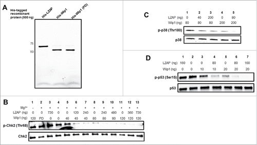 Figure 2. LZAP potentiates Wip1-catalyzed dephosphorylation of full-length phosphoproteins. (A) 500 ng of purified His-LZAP (lane 1), His-Wip1 (wild-type, lane 2), and His-Wip1 (phosphatase dead, lane 3) were resolved via SDS-PAGE and imaged. (B-D) Flag-tagged, full-length, phosphorylated Chk2 (B), p38 (C), and p53 (D) were used as substrates for in vitro Wip1 phosphatase assays. Substrates were incubated with the indicated amounts of bacterially-produced His-Wip1 and His-LZAP in phosphatase buffer with or without magnesium for 30 minutes at 30 degrees. Reactions were resolved by SDS-PAGE and immunoblotted using antibodies recognizing phosphorylated substrates (top panels) or total substrates (bottom panels).