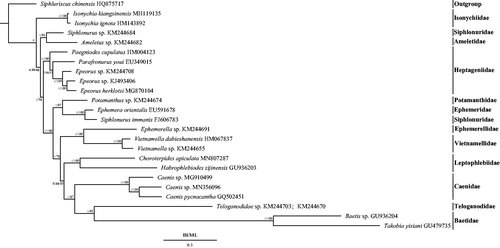 Figure 1. Phylogenetic tree of the relationships among 24 species of Ephemeroptera, including Choroterpides apiculata (MN807287) based on the nucleotide dataset of the 13 mitochondrial protein-coding genes (PCGs). Siphluriscus chinensis was used as the outgroup. The numbers above branches specify posterior probabilities as determined from BI (left) and bootstrap percentages from ML (right). The GenBank numbers of all species are shown in the figure.