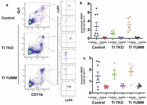 Figure 7. Transimmunization decreases differentiation/recruitment of granulocytic MDSC. Splenocytes were collected at the end of the study and analyzed by flow cytometry for CD11b, Gr1, Ly6C, and Ly6 G. a. Representative dot plot images showing distinct CD11b+/Gr1high and CD11b+/Gr1low cell populations and sub-analysis of these populations for Ly6C and Ly6 G; Graphical representation of the percentage of b. CD11b+/Gr1high cells and c. CD11b+/Gr1low cells in each treatment group with tumor-bearing and non-tumor-bearing animals shown; p < .05 for both graphs; ns, not significant by One-Way ANOVA.