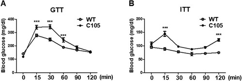 Figure 2. Glucose and insulin tolerance in C105 mice. (A) Glucose tolerance test in WT (n = 8) and C105 (n = 10) mice. Blood glucose measurements after glucose injection in WT and C105 mice. (B) Blood glucose measurements after insulin injection in WT (n = 8) and C105 (n = 10) mice. Data shown are the mean ± SEM. ***p < 0.001 compared with WT mice.