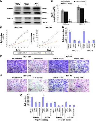 Figure 5 Effects of HMGB1 knockdown on the proliferation, migration and invasion abilities of the lowly invasive endometrial cancer cells Ishikawa and HEC-1B. HMGB1 protein expression in lentivirus-infected cells was measured by (A) Western blotting. (B) RT-qPCR. (C) HMGB1 knockdown increased the proliferation abilities of the less invasive endometrial cancer cells. (D) HMGB1 knockdown increased the colony-forming capacities of the less invasive endometrial cancer cells. (E) HMGB1 knockdown promoted the migration abilities of the less invasive endometrial cancer cells. (F) HMGB1 knockdown promoted the invasion abilities of the less invasive endometrial cancer cells. (G) The average migrating and invading cell counts of HMGB1 shRNA-infected cells were much higher than those of non-infected and negative control cells (magnification 200×). *P<0.05.