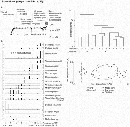 Fig. 3. Data analysis of diatom assemblages at the Salmon River (Oregon, USA). (a) A diagram of the studied transect at the Salmon River. Vertical and horizontal axes represent elevation (m) relative to MTL and distance (m), respectively. Surface samples were collected across four recognizable environmental zones: tidal flat, low marsh, middle marsh, high marsh, and supratidal. Dominant vascular plant species are listed for zones. (b) Changes in abundance (%) of dominant diatom species along the transect. (c) Result of agglomerative hierarchical cluster analysis. (d) DCA results for diatom distribution in the 14 surface samples.