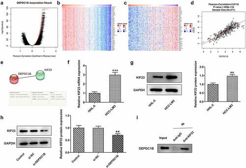 Figure 4. DEPDC1B knockdown inhibits KIF23 expression in HCC cells. (a-d) Genes related to DEPDC1B were showed on LinkedOmics database. (e) Predicted interactive relationship between DEPDC1B and KIF23 was showed on STRING database. (f-g) The mRNA and protein expression of KIF23 in HL-7002 and HCCLM3 cells were detected by means of RT-qPCR and Western blot. **P < 0.01, ***P < 0.001 (h) KIF23 protein expression in HCCLM3 cells transfected with si-NC or si-DEPDC1B was examined by Western blot. **P < 0.01 (i) The protein expressions of DEPDC1B in the Input, Anti-IgG and Anti-KIF23 groups were detected by Western blot.