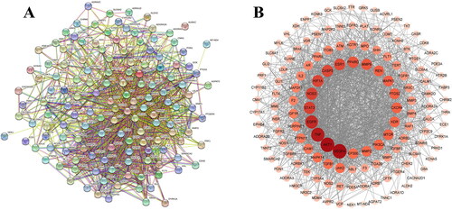 Figure 3. Protein–protein interaction network of overlapping targets between GGD and HF. (A) Each edge represents the interaction between the proteins, and the more lines the greater the degree of association. (B) Cross-target gene network map between 90 active ingredients and HF-related targets. Each circle represents the interaction between the proteins. The change in color depth represents the size of the degree value, the darker the color, the stronger the degree between the associations.