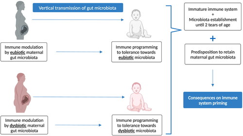 Figure 4. Transmission of maternal gut microbiota and impact on the child’s immunity (created with biorender).
