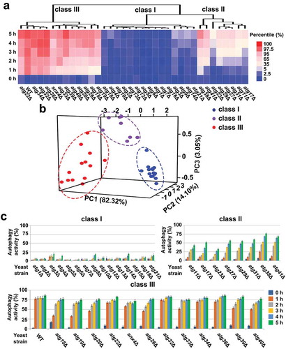 Figure 4. A systematic and time-course analysis of the autophagy process in atg KO mutants. Yeast cells were cultured in nitrogen starvation medium (SD [–N]) and imaged by fluorescence microscopy at 1 h intervals from 0 to 5 h. All images were analyzed by DeepPhagy and the autophagy activity was assessed by calculating the proportion of autophagic cells against all detected cells for each image. (A) The hierarchical clustering algorithm classified the autophagic phenotypes of 36 yeast strains into 3 categories, class I, class II and class III. (B) The PCA-based classification of autophagic phenotypes. (C) The autophagy activity values at different time points for each yeast strain.