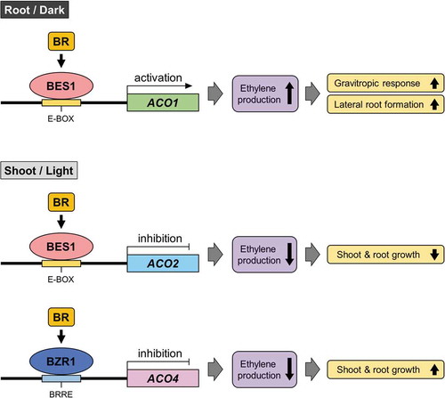 Figure 3. A proposed scheme for the regulation of ACO1, ACO2, and ACO4 expression by BR signaling in the seedlings of Arabidopsis thaliana.