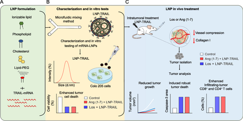 Figure 1 Schematic workflow for the development of an ionizable lipid nanoparticle (LNP) platform to deliver TRAIL mRNA to the tumor microenvironment to induce tumor cell death. (A) Schematic representation of the components used for LNP synthesis. (B) Synthesis of LNP-TRAIL via microfluidic mixing. LNPs were characterized by dynamic light scattering (DLS), and their efficacy was assessed in vitro against Colo 205 cells. (C) Schematic representation of in vivo treatment of humanized NSG mice transplanted with human colon cancer cells. Mice were orally treated with Los or Ang (1–7) and intratumorally treated with LNP-TRAIL. Tumor volume was assessed during treatment, and tumor analysis of cell death and immune cell infiltration were carried out at the end of the experiment.