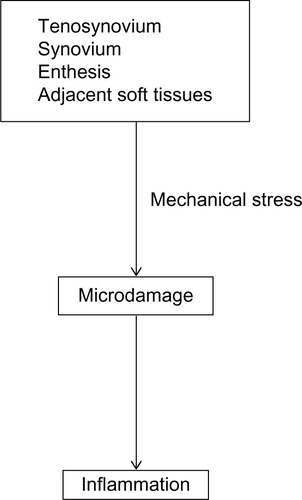 Figure 3 Possible mechanism of dactylitis.