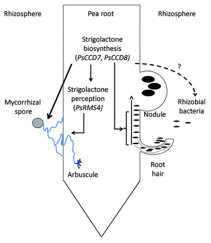 Figure 1. Proposed roles of strigolactone biosynthesis genes (PsCCD7, PsCCD8) and signaling gene (PsRMS4) in nodulation and mycorrhizal development of pea roots. All arrows drawn have been tested to some degree; solid arrows indicate relationships supported by experimental evidence; dashed arrows indicate relationships not supported by experimental evidence.