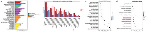 Figure 2. RNA-seq revealed gene expression after A939 treatment in Colo205 cells. (a) KEGG classification of differentially expressed genes (DEGs) 48 h after administration of A939. The x-axis shows the mean number of DEGs. The y-axis shows the second KEGG pathway terms. All second pathway terms were grouped in top pathway terms indicated by different colors. (b) Number of DEGS in the most highly enriched pathways. (c) Statistics of signal transduction pathway enrichment of DEGs. (d) Statistics of lipid metabolism pathway enrichment of DEGs. The Rich Factor is the ratio of DEG numbers annotated with a pathway term to all gene numbers annotated with the same pathway term. A greater Rich Factor means greater alteration of a pathway after SCD1 inhibition. The Q value is a corrected p value ranging from 0 to 1. A smaller Q value means greater alteration of a pathway after SCD1 inhibition