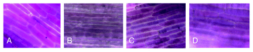 Figure 3. Cross sections in gerbera petals under 40× light microscope for Nonagroinfiltrated flower (A) with uniform color, agroinfiltrated petal with dfr gene (B), f3′5'h/dfr(C) and f3′5'h(D) showing ranging of color variation petal compared with the non-infiltrated.