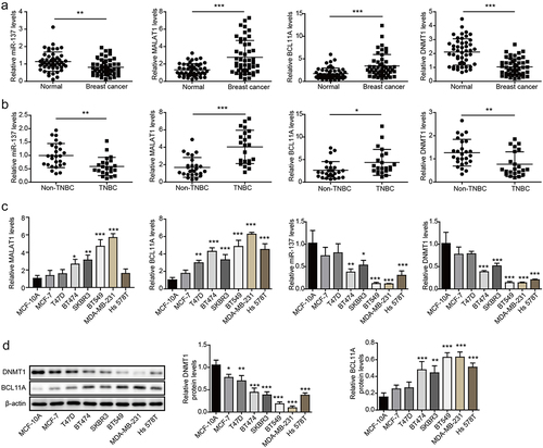 Figure 1. MALAT1 and BCL11A were markedly increased in TNBC tissues and cells, while miR-137 and DNMT1 were significantly downregulated. (a) MALAT1, miR-137, BCL11A and DNMT1 expressions in BC tissues and paired adjacent normal tissues were assessed using RT-qPCR (n = 48). (b) MALAT1, miR-137, BCL11A and DNMT1 expressions in non-TNBC tumor tissues (n = 26) and TNBC tissues (n = 22) were examined using RT-qPCR. (c) MALAT1, miR-137, BCL11A and DNMT1 expressions in human BC cells (MDA-MB-231, Hs578T, T47D, SKBR3, BT474, BT549 and MCF-7) and MCF‐10A cells were analyzed using RT-qPCR. (d) Western blot was employed to analyze BCL11A and DNMT1 levels in BC cells and MCF‐10A cells. The measurement data were presented as mean ± SD. All of the tests in this study were conducted for three times. *P < 0.05, ** P < 0.01, ***P < 0.001.
