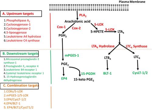 Figure 2 The metabolism of arachidonic acid via the cyclooxygenase and lipoxygenase pathways showing the possible up-stream (A), down-stream (B), and combination targets (C) for the discovery and development of anti-inflammatory drugs.