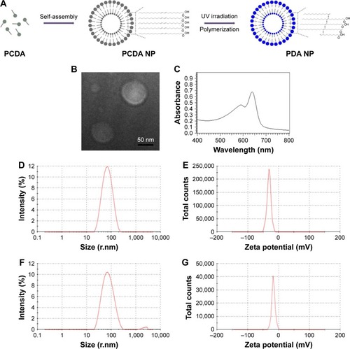 Figure 1 Characterization of PDA and PDA–melittin nanoparticles.Notes: (A) A scheme of the self-assembly process of PDA nanoparticles with bilayer structure. PCDA was self-assembled into colorless nanoparticles after probe sonication at 70°C. Polymerization of PCDA via a 1,4-addition reaction was achieved by UV irradiation at 254 nm, forming a blue polymer with alternating double-triple bond. (B) Transmission electron microscopy image of PDA nanoparticles. (C) UV spectrum of PDA nanoparticles. (D, E) The particle size distribution spectrum and the zeta potential distribution spectrum of PDA nanoparticles. (F, G) The particle size distribution spectrum and the zeta potential distribution spectrum of PDA–melittin nanoparticles. The test temperature was 25°C.Abbreviations: PDA, polydiacetylene; PCDA, 10,12-pentacosadiynoic acid; NP, nanoparticle.