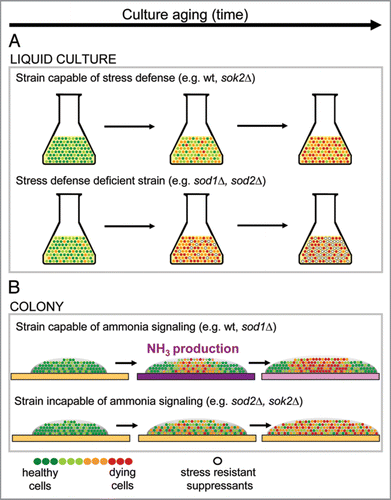 Figure 1 Different factors are important for survival in liquid cultures and in colonies. (A) Survival in liquid culture is dependent on stress defense. Stress-defense-deficient population dies rapidly unless stress-resistant mutants appear and overgrow the dying population. (B) Survival in a colony is dependent on metabolic adaptation of the population. Colony cell population switches metabolism as a result of ammonia signal which enables survival of cells at colony margin. Cells in colony centre die and provide nutrients for the benefit of cells at the colony margin. Development of a colony incapable of ammonia signaling is not orchestrated, cells are not able to activate their alternative metabolism and consequently cell death is spread throughout the whole colony. Color of the agar-medium indicates pH changes during colony development: yellow, pH below 6.5; violet, pH above 6.5.