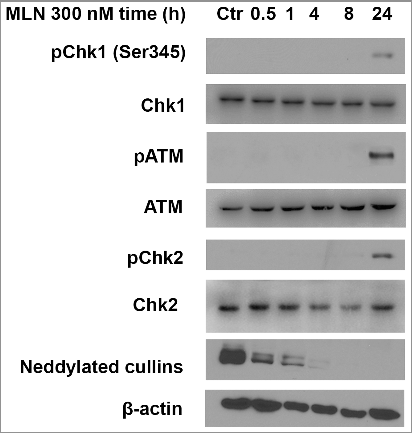 Figure 2. MLN4924 inhibits the neddylation of cullins and causes DNA damage on pancreatic cancer cells. Hup-T3 cells were treated with MLN4924 at 300 nM for indicated time periods, followed by IB with β-actin as a loading control. MLN, MLN4924.