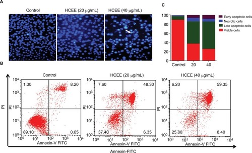 Figure 3 Effect of HCEE-induced cell apoptosis in HeLa cells.Notes: (A) Fluorescent assay of Hoechst 33342 staining. HeLa cells were treated with different concentrations (0, 20, and 40 μg/mL) of HCEE, followed by staining with Hoechst 33342 staining solution and visualization under a fluorescent microscope. (B) Flow cytometry analysis of cell apoptotic rates using Annexin V-FITC/PI double labeling. (C) The percentage of live, early apoptotic, late apoptotic, and necrotic cells at different concentrations (0–40 μg/mL) of HCEE. Data are mean ± SD from three individual experiments.Abbreviations: FITC, fluorescein isothiocyanate; HCEE, Hedychium coronarium ethanol extract; PI, propidium iodide.
