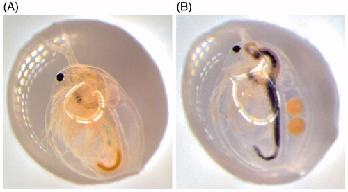 Figure 5. Images of (A) Daphnia (control) and (B) Daphnia exposed to Au nanoparticles after 4 h of incubation.
