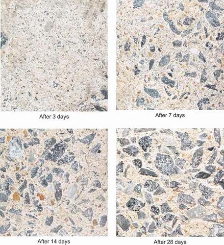 Figure 6. Change in appearance of control concrete after immersion in 3% sulphuric acid solutions