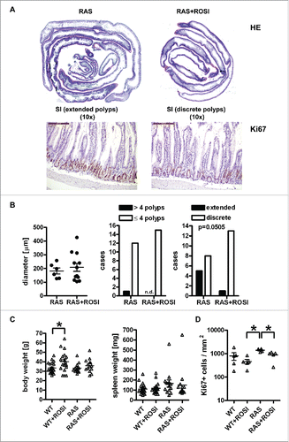 Figure 4. RAS-mediated polyp load and proliferation are reduced by PPARγ-agonist. A, Microscopic images of H&E staining. Left: Swiss roll showing the complete SI from a chow-fed RAS mouse with extended serrated polyps; Right: rosi-fed RAS mouse. Magnification 10x. B, Quantitative analysis of H&E histopathology. Left: Transmural inflammation. Data are means ± S.E. (n≥6 mice per group, n.s., Mann Whitney test). Middle: Mice with more or less than 4 polyps per SI (n.s., Fisher Exact test). Right: Mice having discrete or extended polyps per SI (p = 0.0505, Fisher Exact test). C, Quantitative analysis of body and spleen weights. Data are means ± S.E. (n≥10 mice per treatment group and genotype, *p < 0.05 vs. ROSI, One-way ANOVA). D, IHC on tissue sections of RAS and RAS+ROSI mice with an Ab detecting the proliferation marker Ki67 in the non-malignant mucosa. Data are means ± S.E. (n≥4 per group, *p < 0.05 vs. ROSI, Kruskal Wallis test). Representative images are shown in A.