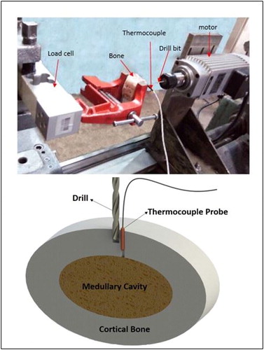 Figure 2. Experimental set-up and thermocouple position in high-speed bone drilling.