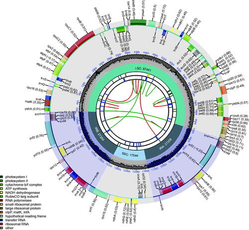 Figure 2. Complete plastome gene map of the Dendrobium moschatum. The map contains six tracks. From the center outward, the first track shows the dispersed repeats. The dispersed repeats consist of direct (D) and Palindromic (P) repeats, connected with red and green arcs. The second track shows the long tandem repeats as short blue bars. The third track shows the short tandem repeats or microsatellite sequences as short bars with different colors. The small single-copy (SSC), inverted repeat (IRa and IRb), and large single-copy (LSC) regions are shown on the fourth track. The GC content along the genome is plotted on the fifth track. The base frequency at each site along the genome will be shown between the fourth and fifth tracks. The genes are shown on the sixth track.