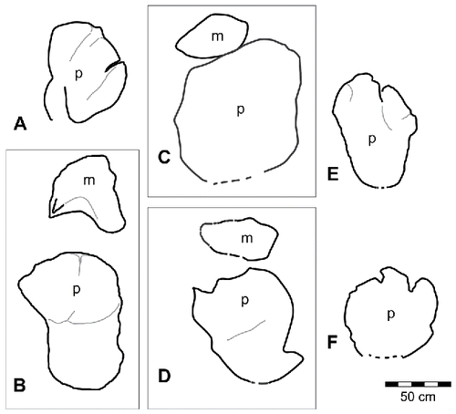 FIGURE 59. Schematic outlines of representative sauropod tracks from the Yanijarri–Lurujarri section of the Dampier Peninsula, Western Australia. A, Oobardjidama foulkesi, ichnogen. et ichnosp. nov., right pedal impression, UQL-DP45-8(rp2); B, Broome sauropod morphotype A, coupled right manual and pedal impressions, UQL-DP8-30; C, Broome sauropod morphotype B, coupled manual and pedal impressions (ipsilateral side uncertain), UQL-DP1-1; D, Broome sauropod morphotype C, coupled right manual and pedal impressions, UQL-DP14-17; E, Broome sauropod morphotype D, right pedal impression, UQL-DP11-4; F, Broome sauropod morphotype E, left pedal impression, UQL-DP14-9.