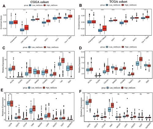 Figure 9 Expression of chemokines and cytokines in high and low risk score groups. (A) Differences in stromal activation pathways between high and low risk score groups in the CGGA cohort; (B) Differences in stromal activation pathways between high and low risk score groups in the TCGA cohort; (C) Expression of the TGFβ- EMT pathway related gene expression in high and low risk score groups in the CGGA cohort; (D) Expression of the TGFβ- EMT pathway related gene expression in high and low risk score groups in the TCGA cohort; (E) Expression of immune checkpoints in high and low risk score groups in the CGGA cohort; (F) Expression of immune checkpoints in high and low risk score groups in the TCGA cohort. The CGGA cohort was used as training set, and the TCGA cohort was used as verification set. *P<0.05; ***P<0.001; ****P<0.0001. P <0.05 was considered statistically significant.