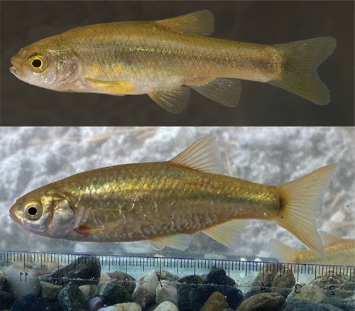 Figure 1. Two small Leuciscidae species occurring in the vicinity of Rafina in Attika. Adult Pelasgus marathonicus from the Boeotian population, Kifissos River basin (photo courtesy of J. Freyhof) (top), and Ladigesocypris ghigii from the Rafina translocated population; a very large individual: 95 mm in total length (photo by D. Zogaris) (bottom).
