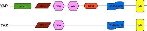 Figure 2 The structures of YAP and TAZ. YAP has a proline-rich (P-rich) region at the N-terminal, the TEAD transcription factor-binding domain, the WW domain(s) in the middle, followed by an Src homology domain 3 binding motif (SH3 BM), a coiled-coiled motif (CC), and a PDZ-binding motif in the C-terminal. TAZ has a similar domain organization as YAP but lacks the proline-rich domain, the second WW domain, and the SH3-binding motif.Abbreviations: YAP, Yes-associated protein; TAZ, transcriptional coactivator with PDZ-binding motif.