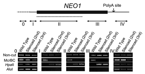 Figure 2. The cytosine methylation profiles in silenced lines. Top: the NEO1 gene structure. The thick, thin solid and broken lines represent the ORF, UTR and promoter regions of the NEO1 gene, respectively. The dotted line and double arrows represent the PCR fragment for the DNAi and the regions for the Chop-PCR amplification, respectively. The small arrow indicates the poly-adenylation site. Bottom: Chop-PCR analyses. After genomic DNA was digested with a methylation-sensitive restriction enzyme, HpaII or AluI, or with a methylated DNA-specific restriction enzyme, McrBC, it was used for the amplification of each NEO1 region (0, I, II, III, and IV) corresponding to a region of NEO1, as indicated in the upper panel. The amplification of non-digested genomic DNA was used for a control.