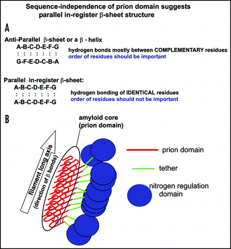 Figure 3 A prion domain insensitive to scrambling should be a parallel in-register amyloid.Citation47 (A) Nonidentical residues are bonded in an anti-parallel β-sheet or β-helix. The specificity of amyloid propagation (similar to crystal growth) implies that there must be some complementarity of residues. Shuffling such a sequence would destroy any such complementarity and thus prion formation. Shuffling a parallel in-register β-sheet leaves identical residues paired with each other. If a prion domain can be shuffled and not lose prion-forming ability, it suggests a parallel in-register β-sheet structure. (B) Model of Ure2p amyloid structure (see text).