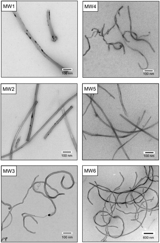 Figure 1. TEM images of MWCNTs dispersed in stock suspensions MW1–MW6 for in vitro cell-based assays and genotoxicity tests. TEM: transmission electron microscopy; MWCNT: multi-walled carbon nanotube.