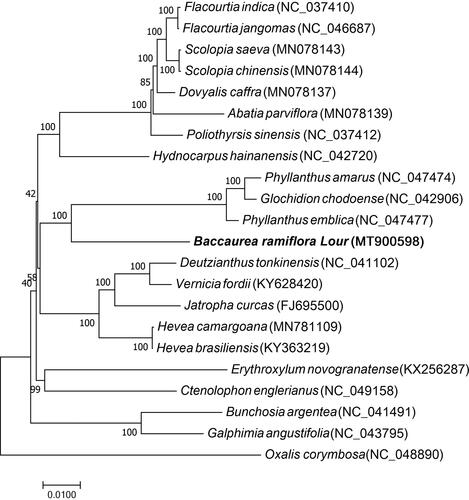Figure 1. Maximum likelihood tree based on the complete chloroplast genome sequences of B. ramiflora and 20 other species of the order Malpighiales. Oxalis corymbosa belonging to the order Oxalidales was used as an outgroup.
