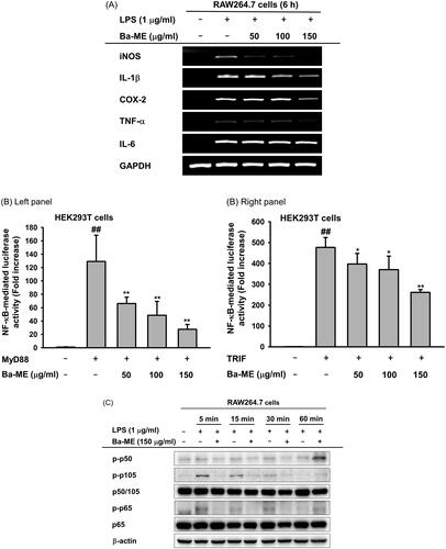 Figure 2. Expression of inflammatory genes and regulation of transcription factors after Ba-ME treatment. (A) mRNA expression levels of iNOS, COX-2, TNF-α, IL-1β, and IL-6 were determined by semiquantitative RT-PCR. (B) HEK293T cells were co-transfected with the NF-κB luciferase construct, MyD88 or TRIF plasmids, and a β-gal plasmid (as a transfection control). Cells were treated with Ba-ME (0–150 µg/mL) for 24 h. Luciferase activity was determined using a luminometer. (C) Expression levels of the phosphorylated forms of p50 and p65 in RAW264.7 cells were examined by western blotting. ##p < 0.01 compared with the normal group; *p < 0.05 and **p < 0.01 compared with the control group.