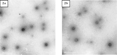 FIG. 2 Transmission electron micrographs of niosome particles made of Span 40 (1a), Span 60 (1b)/cholesterol (molar ratio 50:50), the bar in the micrographs represents 1 μ m.
