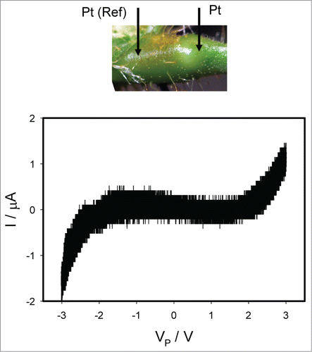 Figure 7. Electrical current I versus voltage VP applied along a pulvinus after deposition of 10 μL drops of 10 mM TEACl on all pulvini, secondary pulvini and some pinnules 50 hours before electrical measurements. Frequency of sinusoidal voltage scanning was 0.001 Hz. R = 47 kOhm. Position of Pt electrodes in the pulvinus of Mimosa pudica is shown.