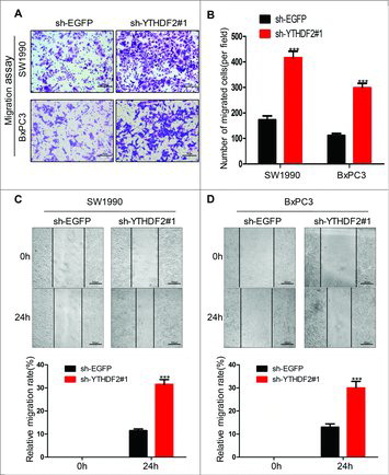 Figure 4. YTHDF2 knockdown promotes the migration ability of pancreatic cancer cells. (A) The ability of migration was examined using transwell assay in SW1990 and BxPC3 cells transfected with sh-YTHDF2#1 or sh-EGFP plasmids. Representative images of migrated cells were shown. Magnification, × 20; bars, 50 μm. (B) The graph indicated the average number of migrated cells per field. ***P< 0.001. (C, D) A scrape wound was created in confluent cultures of SW1990 and BxPC3 cells with stable expression of either sh-YTHDF2#1 or sh-EGFP, the distance of cell migration was recorded and the relative migration rate was calculated.***P < 0.001. Data are expressed as mean ± SD. The results are representative of three independent experiments.