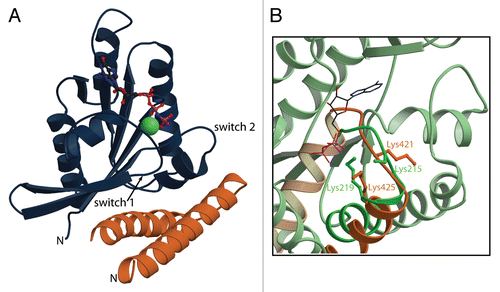 Figure 1 The RLIP76-RalB structure. (A) The complex formed between RalB and the RLIP76 RBD involves contacts with both switch regions. RalB is shown in dark blue; RLIP76 is orange. The two switch regions and the N-terminus of each protein are indicated. The nucleotide is shown in a ball-and-stick representation and the atoms are colored as follows: carbon black; nitrogen blue; oxygen red; phosphorus pink. The Mg2+ ion is shown in a spacefilling representation. (B) Close-up of a comparison between the putative ATP binding region in the RLIP76 RBD and the ATP binding region in phosphoglycerate kinase (PGK). RLIP76 is shown in orange and PGK (pdb code 1VJC) is green. The α-helix and preceding loop are shown in dark orange and green and the rest of the protein is in pale shades of orange and green. The sidechains of the two Lys residues in the sequence and the ATP molecule are shown in a stick representation. Lys residues are colored orange or green and are labelled in their corresponding colors. ATP atoms are colored as in (A). Lys219 of PGK contacts the phosphates of the ATP molecule and Lys425 points in the same direction in the RLIP76 RBD. Lys215 in PGK is partially disordered but also points towards the ATP. The equivalent Lys in RLIP76, Lys421 is pointing in the other direction in this structure but is in a disordered loop and would therefore be able to change conformation. This residue is also involved in interacting with RalB.