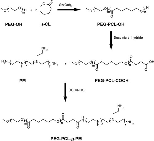 Figure 1 Synthetic route of the copolymer.Abbreviations: ε-CL, ε-caprolactone; PEI, polyethyleneimine; DCC, dicyclohexylcarbodiimide; NHS, N-hydroxy-succinimide; PEG-PCL-g-PEI, poly(ethylene glycol)-poly (ε-caprolactone)-g-polyethyleneimine.