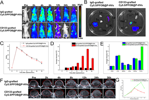 Figure 4 In vivo fluorescence imaging. (A) FL imaging of mice bearing BxPC-3 tumors 0h, 2h, 4h, 8h, 12h, 24h and 36h after intravenous injection of IgG-grafted Cy5.5/PFOB@P-HVs and CD133-grafted Cy5.5/PFOB@P-HVs solution. (B) Ex vivo FL imaging of tumors and main organs (liver, heart, spleen, lung, kidney) after 24h of administration. (C) In vivo blood circulation. (D) Quantitative analysis of fluorescence value of tumor with time post-injection. (E) Quantitative analysis of fluorescence value of tumors and main organs (liver, heart, spleen, lung, kidney) after 24h of administration. (F) In vivo ultrasonic imaging (red circle: region of interest). (G) Quantitative analysis of the gray value change for IgG-grafted Cy5.5/PFOB@P-HVs and CD133-grafted Cy5.5/PFOB@P-HVs.n=3.