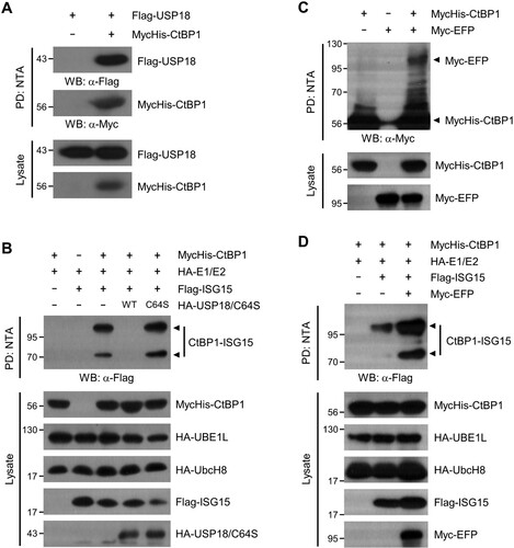 Figure 2. USP18 and EFP regulate the CtBP1 ISGylation process. (A) As indicated, HEK293T cells were transfected with plasmids that encode Flag-USP18 and MycHis-CtBP1. The cell lysates were subjected to NTA pulldown under denaturing conditions, followed by immunoblotting with anti-Flag or anti-Myc antibodies. (B) MycHis-CtBP1, HA-E1 and E2, Flag-ISG15, and HA-USP18 or USP18 C64S (active-site mutant) were expressed in HEK293T cells as indicated for 48 h. The cell lysates were subjected to NTA pulldown under denaturing conditions, followed by immunoblotting with anti-Flag antibody to detect ISG15-conjugated CtBP1. (C) As indicated, HEK293T cells were transfected with plasmids that encode MycHis-CtBP1 and Myc-EFP. The cell lysates were subjected to NTA pulldown, and immunoblotted with anti-Myc antibody. (D) MycHis-CtBP1, HA-E1 and E2, Flag-ISG15, and Myc-EFP were expressed in HEK293T cells as indicated for 48 h. The cell lysates were subjected to NTA pulldown under denaturing conditions and immunoblotting with anti-Flag antibody to detect ISG15-conjugated CtBP1.