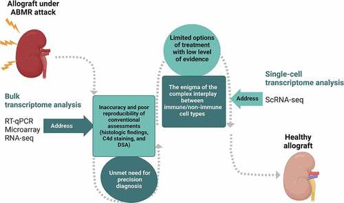 Figure 1. The potential clinical applications of transcriptomic approaches to improve graft outcomes in patients with antibody-mediated rejection in kidney transplantation. The figure was created with BioRender.com.